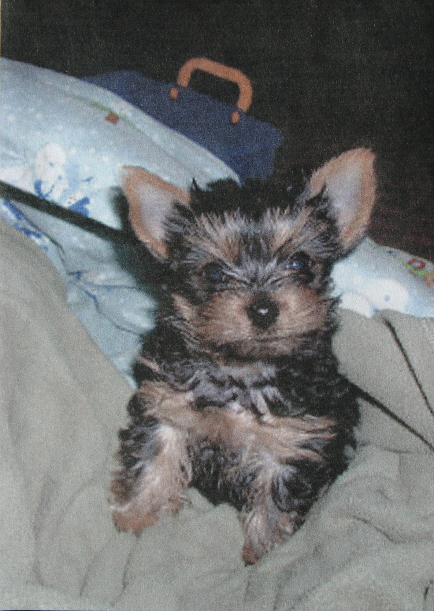 Summerwind at Brentwood Victorville, California