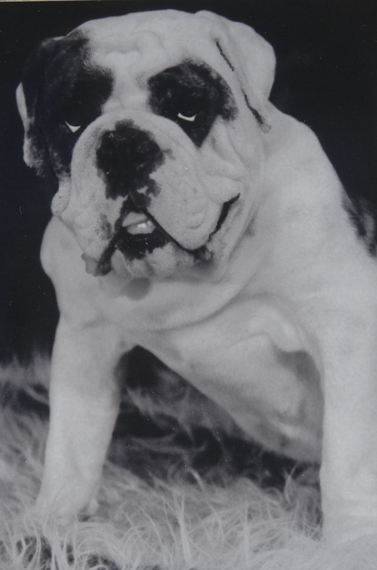 dog The Old Neighborhood; Carrigan Lane Upland, California